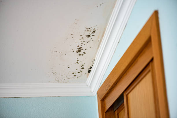 Best Fast Mold Removal  in Avis, PA