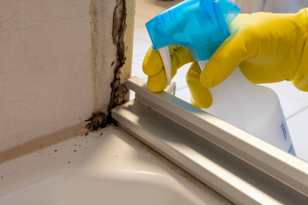 Best Commercial Mold Removal  in Avis, PA