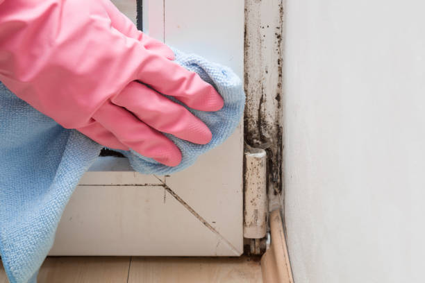 Certified Mold Removal in Avis, PA