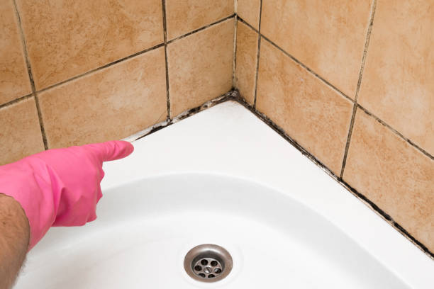 Best Mold Cleaning Services  in Avis, PA